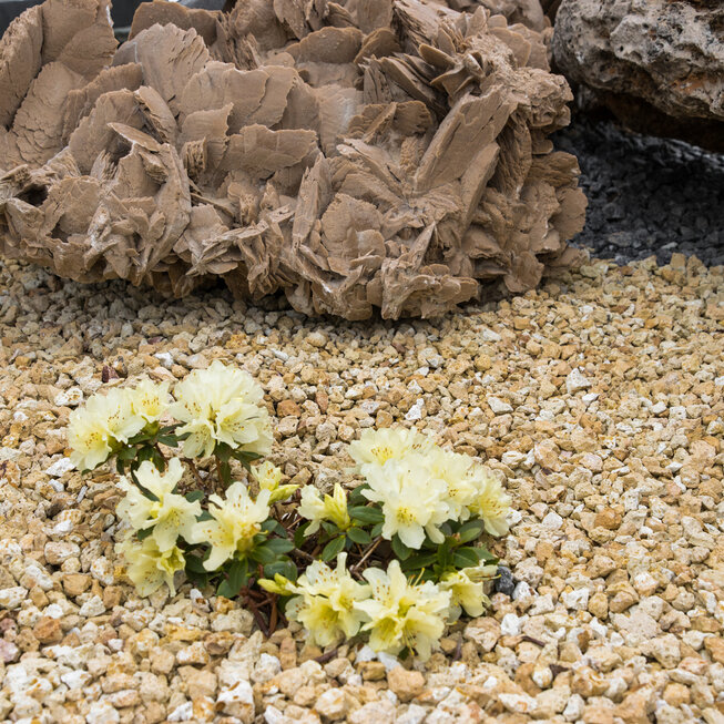 Pouštní růže PR22 solitérní kámen